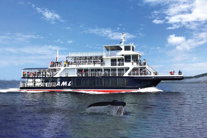 Québec City: Whale Watching Tour with Bus Transportation - Should You Book It?