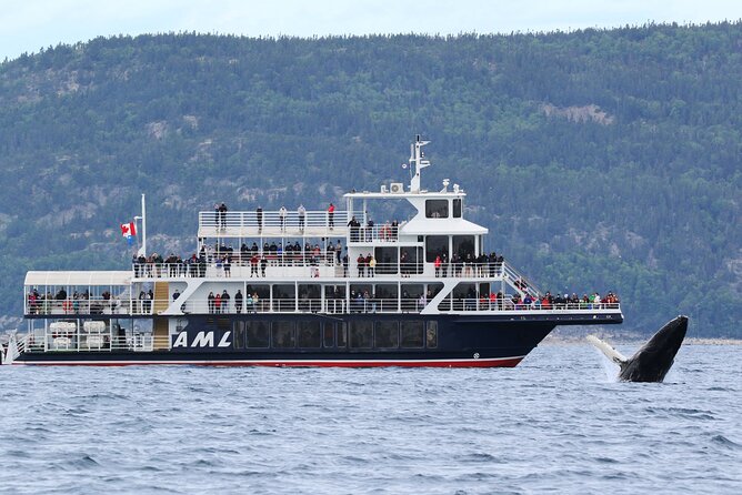 Québec City: Whale Watching Tour with Bus Transportation - Choosing the AML Grand Fleuve or the Zodiac