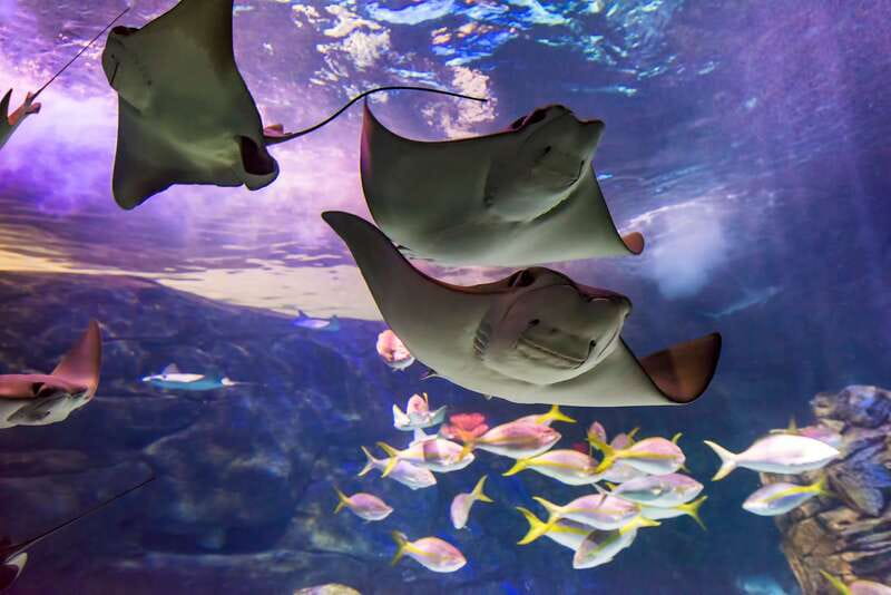 Ripley's Aquarium: Sharks After Dark Entry (After 5PM) - Why the evening ticket works so well