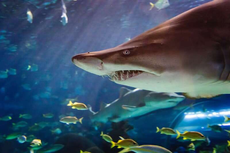 Ripley's Aquarium: Sharks After Dark Entry (After 5PM) - Finding Ripley’s Aquarium from Union Station