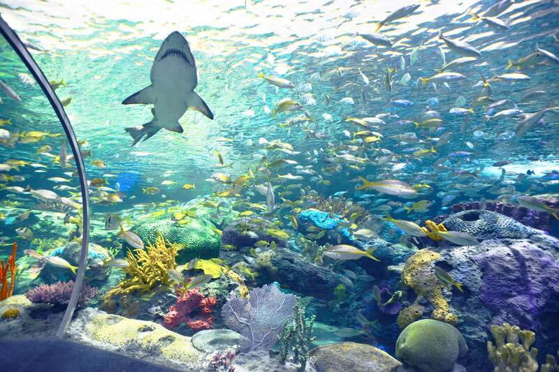 Ripley's Aquarium: Sharks After Dark Entry (After 5PM) - Jellyfish, rays, and the slower side of the visit