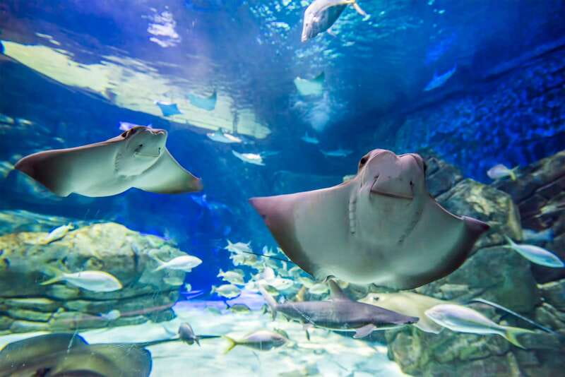 Ripley's Aquarium: Sharks After Dark Entry (After 5PM) - Jazz Friday changes the mood