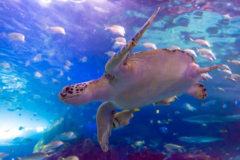 Ripley's Aquarium: Sharks After Dark Entry (After 5PM) - How crowded is after dark?