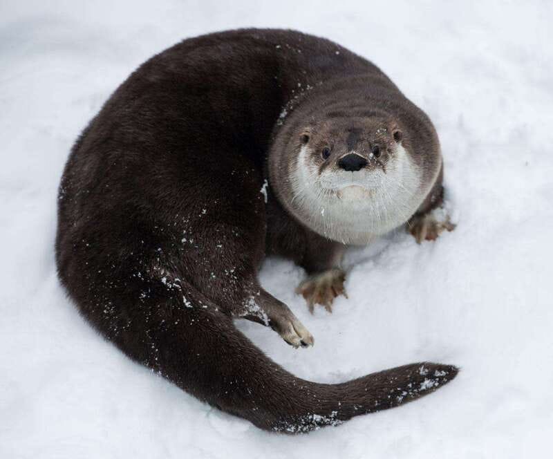 Saint Felicien: Admission to Zoo Sauvage - Why the Boreal Train makes this zoo different
