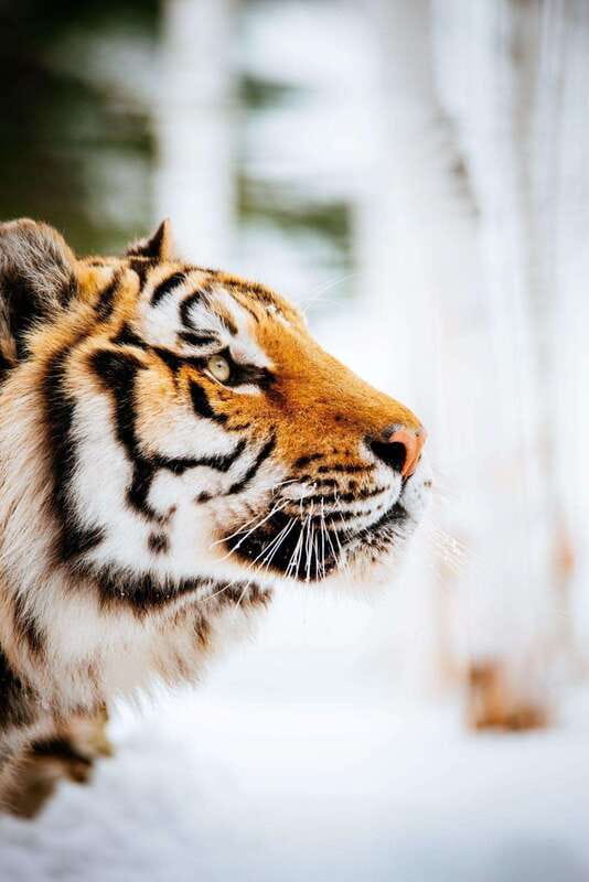 Saint Felicien: Admission to Zoo Sauvage - Animal snacks, film, and the extra inclusions