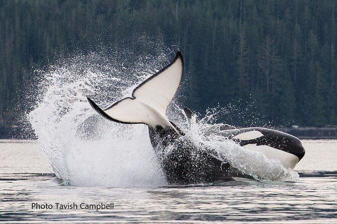 Salish Sea Whale Watching Tour in Campbell River - Leaving Campbell River for the Salish Sea