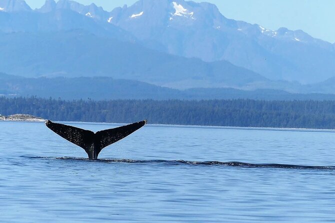 Salish Sea Whale Watching Tour in Campbell River - Sea lions, otters, eagles, and marine birds