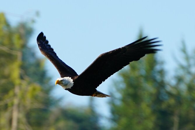 Salish Sea Whale Watching Tour in Campbell River - First Nations history as part of the journey