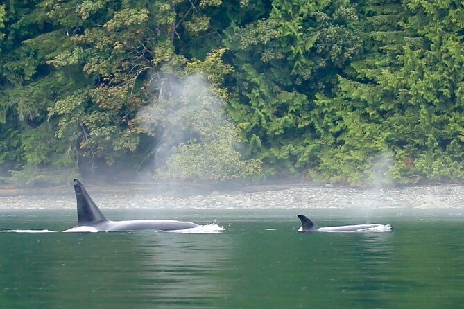 Salish Sea Whale Watching Tour in Campbell River - The possible beach landing