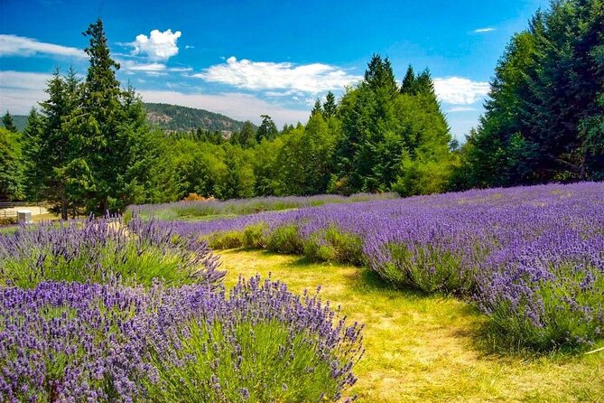 Salt Spring Island "Artisan Trail" Hop On Hop Off Tour! - Garry Oaks Estate Winery in Burgoyne Valley