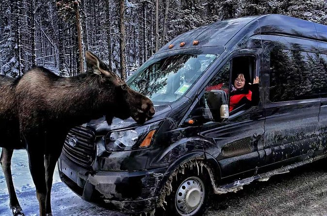 Shuttle from Banff or Canmore to Moraine Lake and Lake Louise - How to use your two hours well