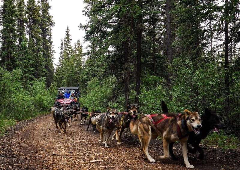 Skagway: Yukon Dog Mushing & Sightseeing Tour - The Caribou Crossing Iditarod Training Camp