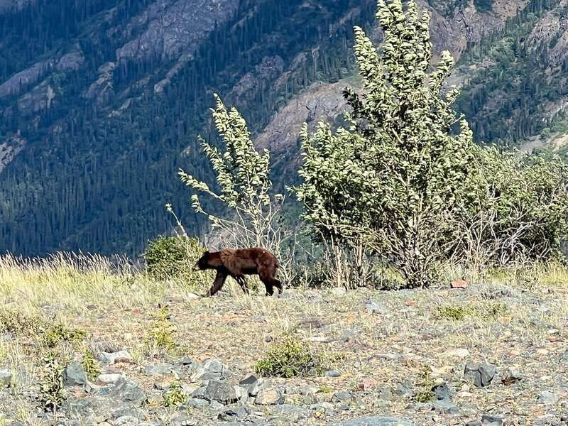 Skagway: Yukon Dog Mushing & Sightseeing Tour - How the timing affects your day