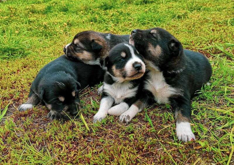 Skagway: Yukon Dog Mushing & Sightseeing Tour - Who will enjoy this Yukon outing most?
