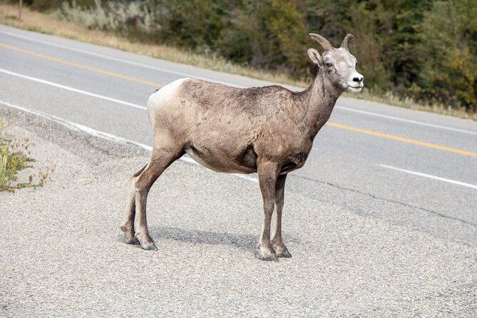 Smartphone Audio Driving Tour between Banff and Calgary - Banff National Park and the Big Scenic Stops
