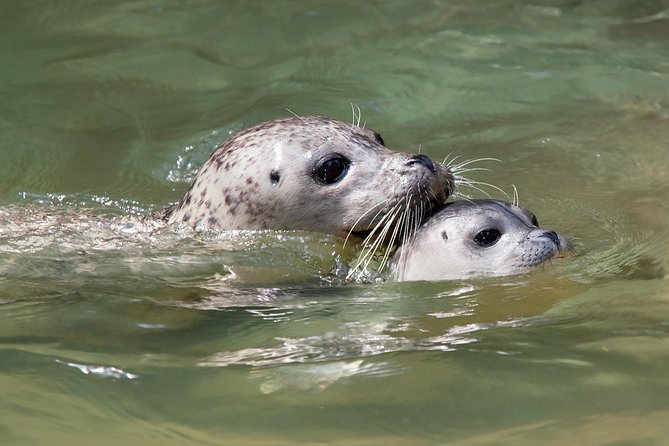 Snorkel, Kayak, and Seal Adventure: Vancouver Boat Tour - Who will enjoy this outing most