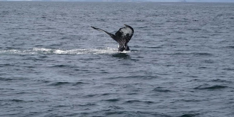 St Johns Premium Tour with Iceberg Quest Boat Cruise - Group size and accessibility