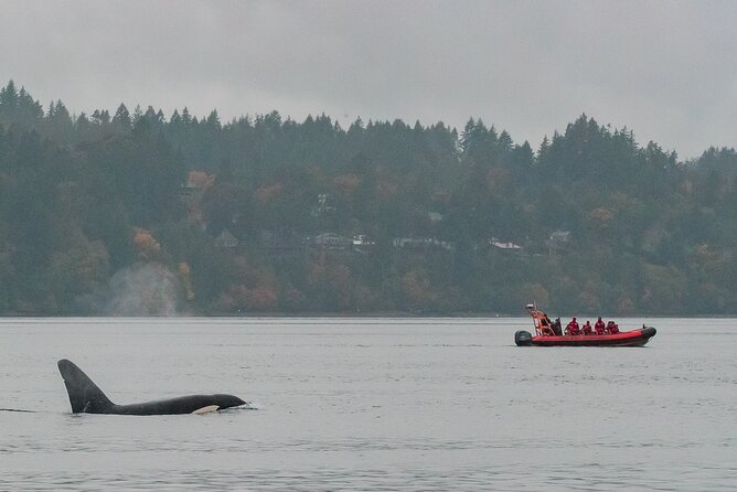 Summer Whale Watching Tour in a Zodiac Boat in Victoria - What this Victoria whale watch is really like