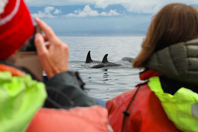 Summer Whale Watching Tour in a Zodiac Boat in Victoria - The small-group advantage