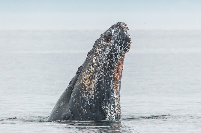 Summer Whale Watching Tour in a Zodiac Boat in Victoria - Leaving Victoria’s Inner Harbour