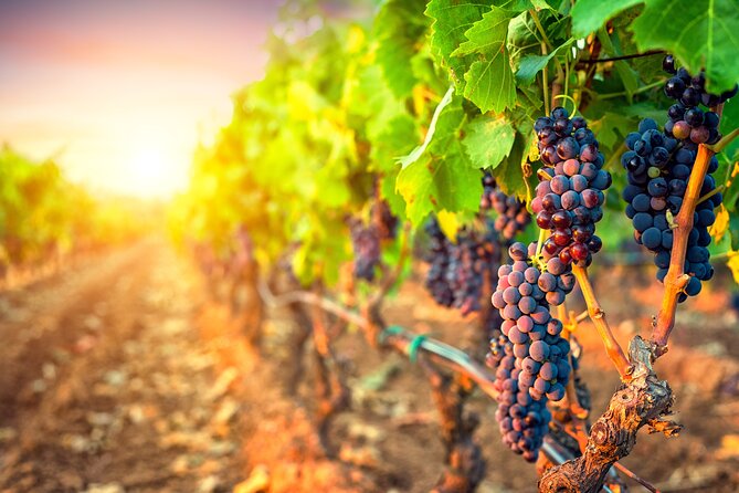 Sunset Sip Wine Tour - Volcanic Hills brings a different wine style