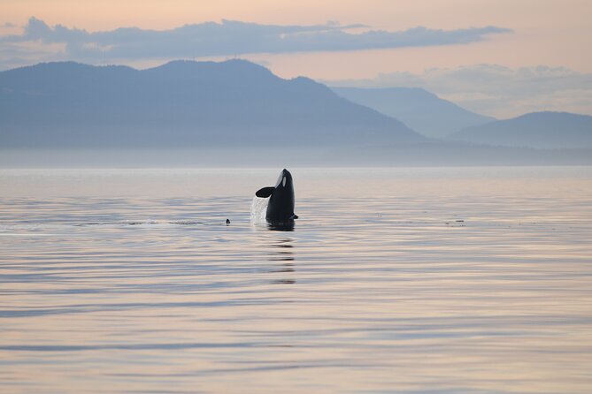 Sunset Whale and Wildlife Adventure in Cowichan Bay - Leaving Cowichan Bay in a 12-person boat