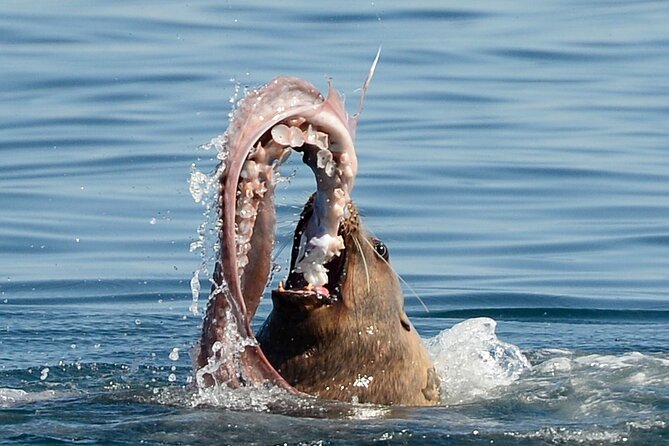 Sunset Whale and Wildlife Adventure in Cowichan Bay - What you might see on the water