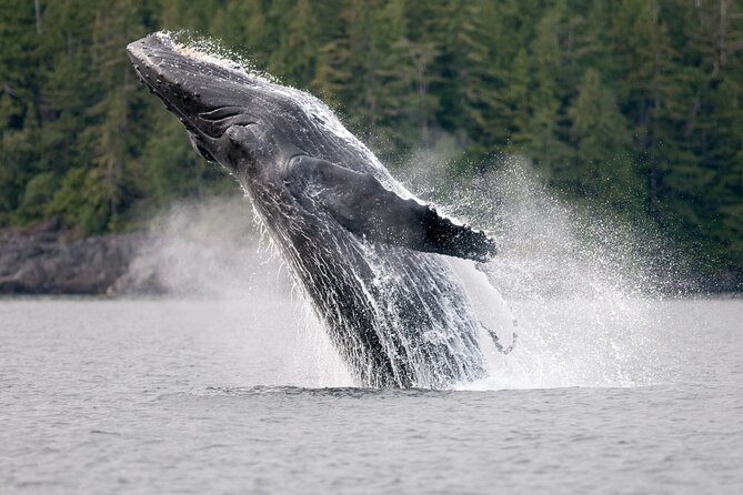 Sunset Whale and Wildlife Adventure in Cowichan Bay - Watching animals without crowding them