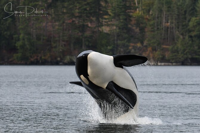 Sunset Whale and Wildlife Adventure in Cowichan Bay - Is $159.09 a fair price?
