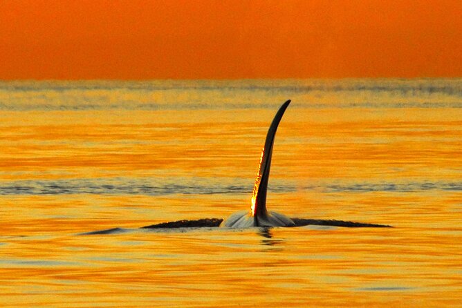 Sunset Whale and Wildlife Adventure in Cowichan Bay - The search for whales across the Salish Sea
