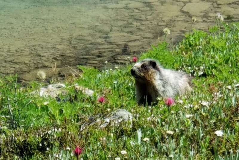 Sunshine Meadows Daily Guided Hike with Gondola - Key Points