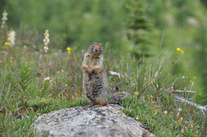 Sunshine Meadows Daily Guided Hike with Gondola - What the Guides Add