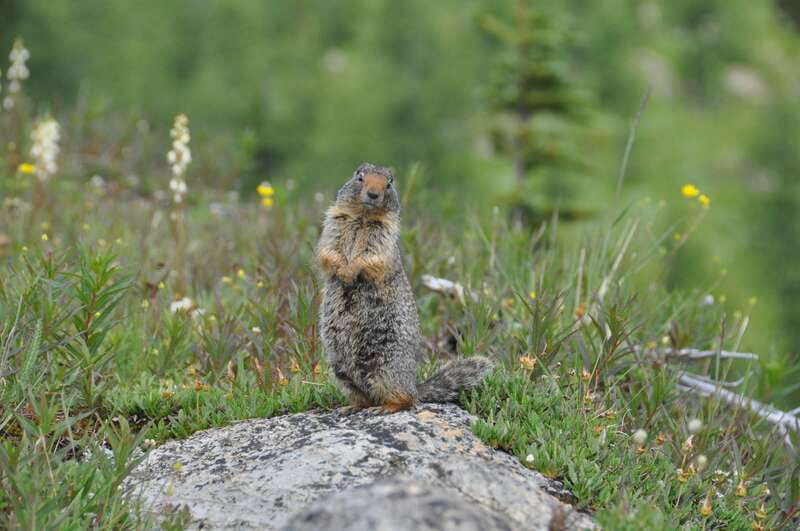 Sunshine Meadows Daily Guided Hike with Gondola - The 8:20 a.m. Start in Banff