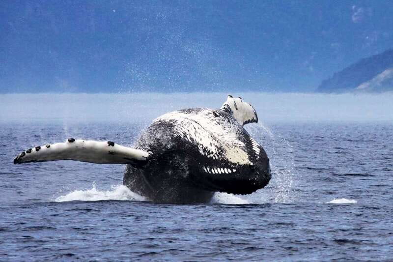 Tadoussac/Charlevoix: 3-Hour Whale Watching Boat Tour - Weather, sea conditions, and realistic expectations