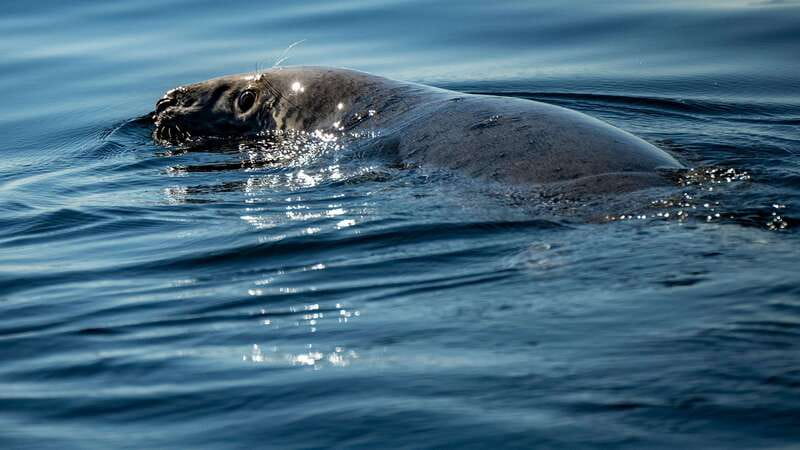 Tadoussac/Charlevoix: 3-Hour Whale Watching Boat Tour - Three hours on the AML whale-watching boat