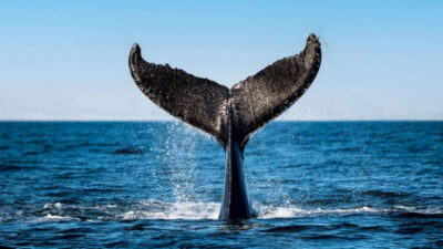 Tadoussac/Charlevoix: 3-Hour Whale Watching Boat Tour
