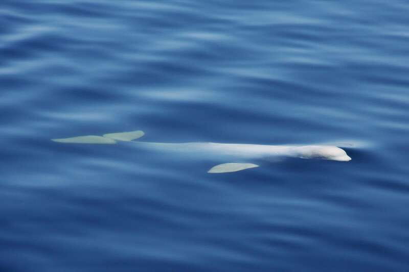 Tadoussac/Charlevoix: 3-Hour Whale Watching Boat Tour - What you might see in the marine park