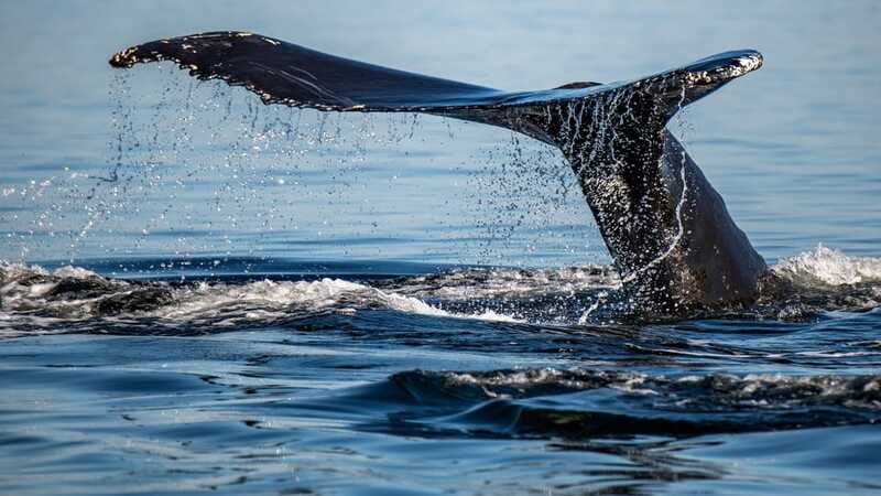 Tadoussac/Charlevoix: 3-Hour Whale Watching Boat Tour - Bilingual guiding that adds real value