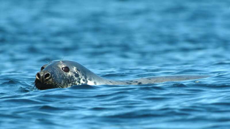 Tadoussac/Charlevoix: 3-Hour Whale Watching Boat Tour - Indoor warmth, outdoor views, and VIP options