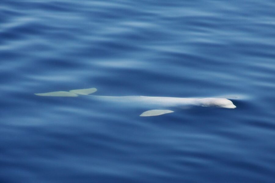 Tadoussac/Charlevoix: 3-Hour Whale Watching Boat Tour - How much value do you get for $122?