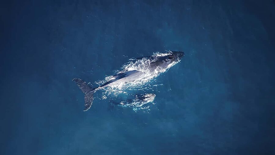 Tadoussac/Charlevoix: VIP Lounge OR UpperDeck Whale Watching - Key Points Before You Book