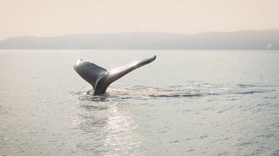 Tadoussac/Charlevoix: VIP Lounge OR UpperDeck Whale Watching - FAQ