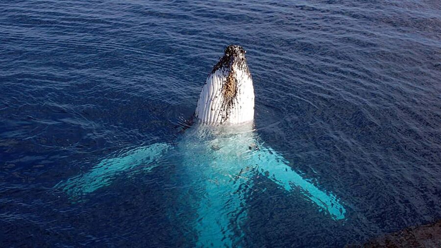 Tadoussac/Charlevoix: VIP Lounge OR UpperDeck Whale Watching - Three Hours in the Saguenay-St. Lawrence Marine Park