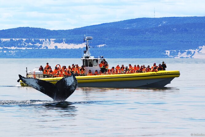 Tadoussac/Charlevoix: Whale Watching Tour - Why Tadoussac is such a strong whale-watching base