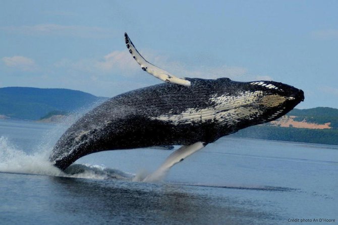 Tadoussac/Charlevoix: Whale Watching Tour - What you might see, and how close