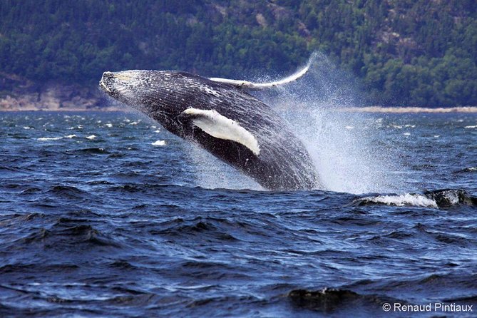 Tadoussac/Charlevoix: Whale Watching Tour - Guides, commentary, and sound quality