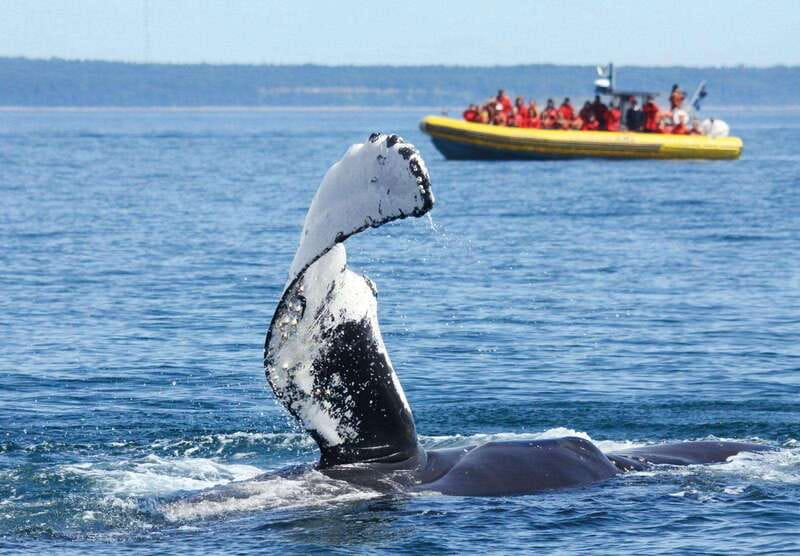Tadoussac/Charlevoix: Whale Watching Tour & Bear Observation - Whales first, bears later