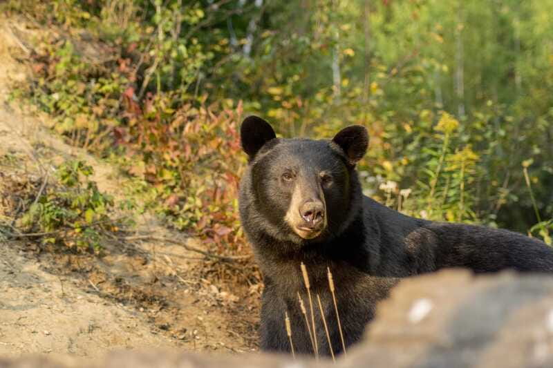 Tadoussac/Charlevoix: Whale Watching Tour & Bear Observation - Getting to Ferme 5 Étoiles for dusk