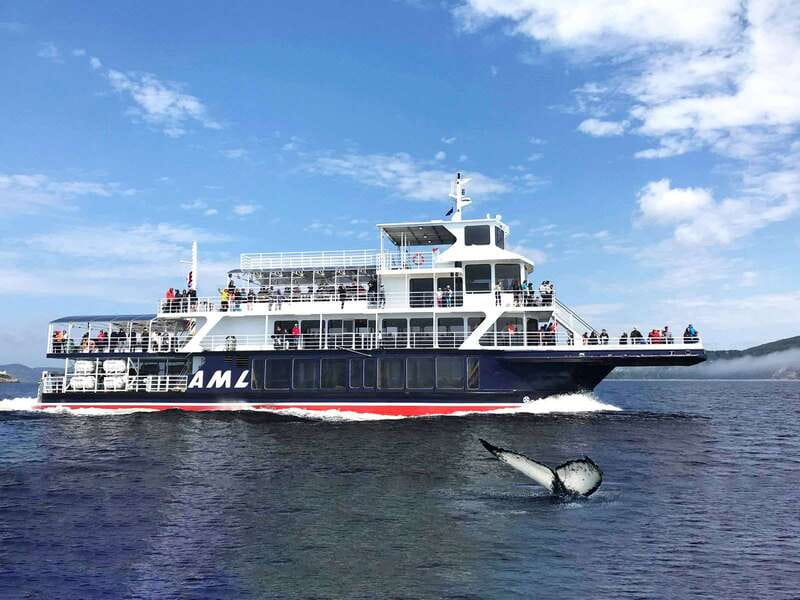 Tadoussac/Charlevoix: Whale Watching Tour & Bear Observation - Is $144 a fair price?