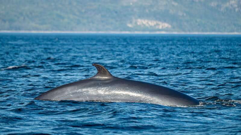 Tadoussac/Charlevoix: Whale Watching Tour & Bear Observation - Who should book this day
